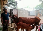 বাগমারায় চোরাই বাছুর উদ্ধার, গাভি এনে মালিকানা প্রমাণ করলেন আকরাম