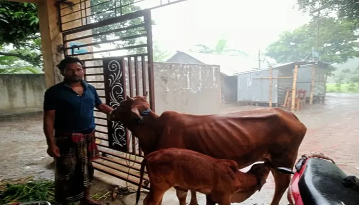 বাগমারায় চোরাই বাছুর উদ্ধার, গাভি এনে মালিকানা প্রমাণ করলেন আকরাম