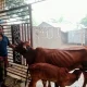 বাগমারায় চোরাই বাছুর উদ্ধার, গাভি এনে মালিকানা প্রমাণ করলেন আকরাম