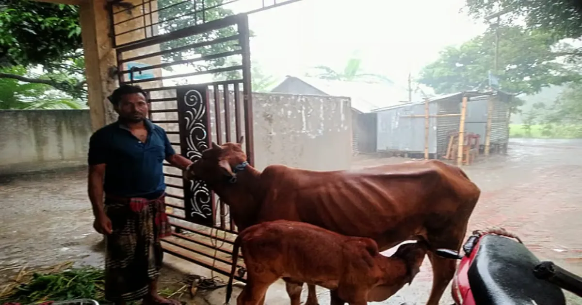 উদ্ধার হলো চোরাই বাছুর